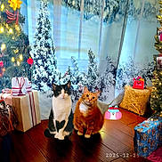 Phiona joined the competition — help win amazing prizes! background, black_and_white_cat, cat, celebration, christmas_presents, christmas_tree, decorations, festive, festive_scene, flooring, gift_wrapping, holiday, holiday_lights, indoor, orange_cat, ornaments, pets, seasonal, two_cats, wood_floor