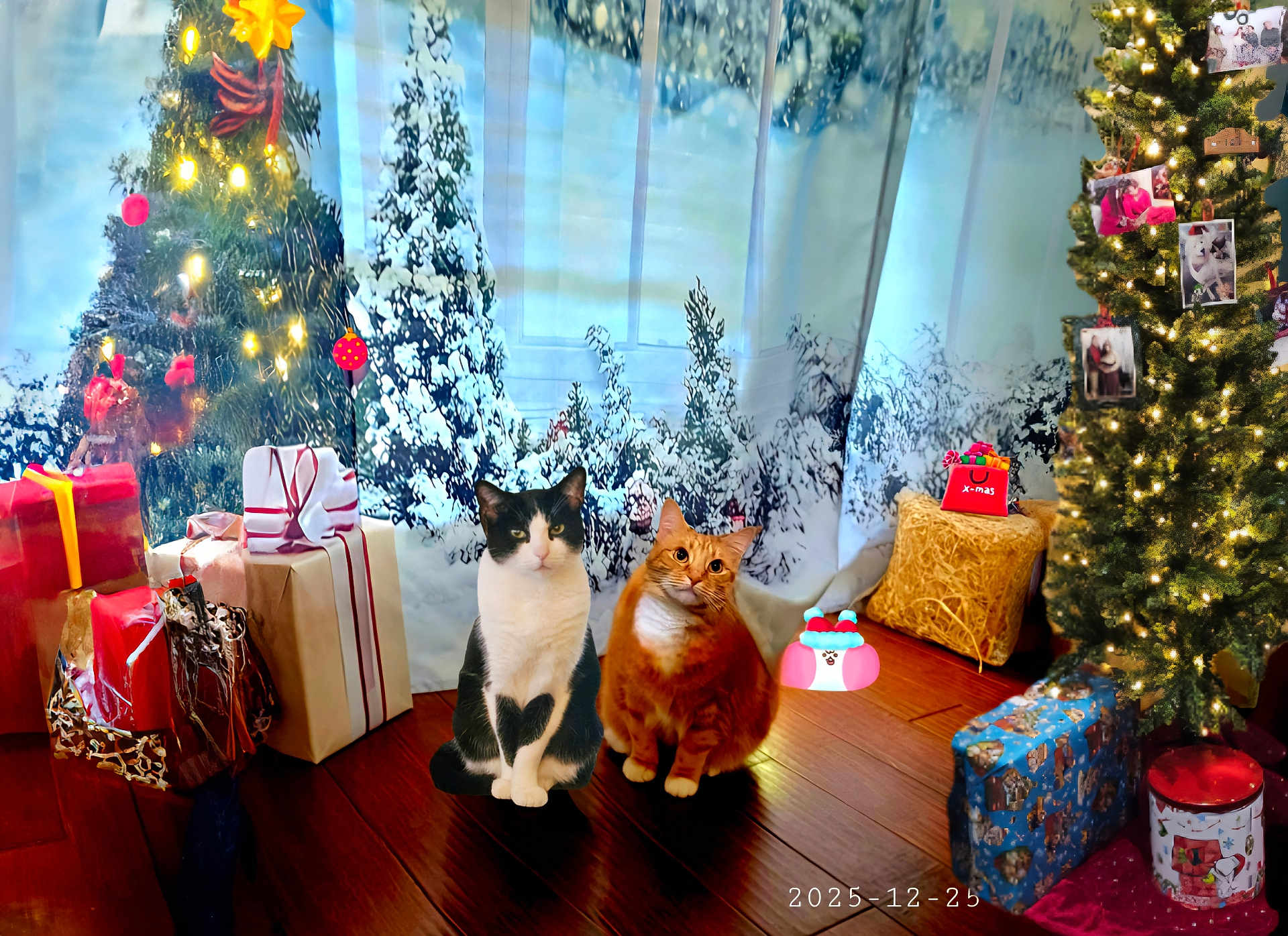 Phiona joined the competition — help win amazing prizes! background, black_and_white_cat, cat, celebration, christmas_presents, christmas_tree, decorations, festive, festive_scene, flooring, gift_wrapping, holiday, holiday_lights, indoor, orange_cat, ornaments, pets, seasonal, two_cats, wood_floor