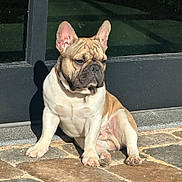 Storm joined the competition — help win amazing prizes! animal, canine, collar, cute, daylight, dog, domestic_animal, door, ears, french_bulldog, fur, outdoor, paw, pet, portrait, resting, shadow, sitting, stone_patio, sunlight