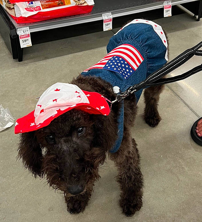 Oakley is registered to the contest to win money with this photo: automotive_tire, canidae, cap, carnivore, collar, companion_dog, costume_hat, dog, dog_breed, dog_clothes, dog_supply, fashion_accessory, fur, hat, snout, sporting_group, sportswear, sun_hat, terrier, working_animal