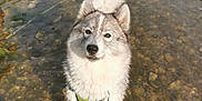 Saphira a rejoint le concours — aidez-le/la à gagner de superbes lots ! dog, husky, siberian_husky, water, river, shallow_water, pebbles, harness, outdoor, portrait, standing, paws, wet_fur, fluffy, ears, nose, eyes, looking_up, nature, reflection