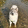 dog, husky, siberian_husky, water, river, shallow_water, pebbles, harness, outdoor, portrait, standing, paws, wet_fur, fluffy, ears, nose, eyes, looking_up, nature, reflection