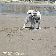 Saphira participe au concours pour gagner de l'argent avec cette photo : dog, husky, beach, sand, water, harness, pet, animal, shore, standing, wet_fur, white_fur, grey_fur, paws, looking, outdoors, sunlight, footprints, rocks, camera_watermark