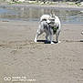dog, husky, beach, sand, water, harness, pet, animal, shore, standing, wet_fur, white_fur, grey_fur, paws, looking, outdoors, sunlight, footprints, rocks, camera_watermark
