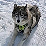 Saphira a rejoint le concours — aidez-le/la à gagner de superbes lots ! dog, husky, snow, winter, harness, pet, canine, fur, paws, outdoors, portrait, lying_down, cold, white_snow, muzzle, sled_dog, animal, nature, companion, alert