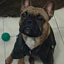 dog, french_bulldog, leather_jacket, pet, indoor, floor, tile, toy, green_ball, blue_ball, brown_blanket, puppy, animal, cute, ears_up, sitting, looking_up, black_nose, wrinkled_face, pet_clothing