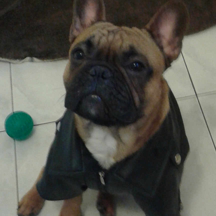 Oslo participe au concours pour gagner de l'argent avec cette photo : animal, black_nose, blue_ball, brown_blanket, cute, dog, ears_up, floor, french_bulldog, green_ball, indoor, leather_jacket, looking_up, pet, pet_clothing, puppy, sitting, tile, toy, wrinkled_face