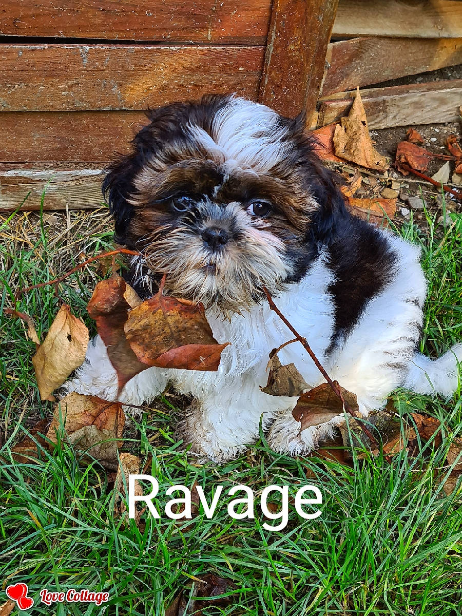 Ravage