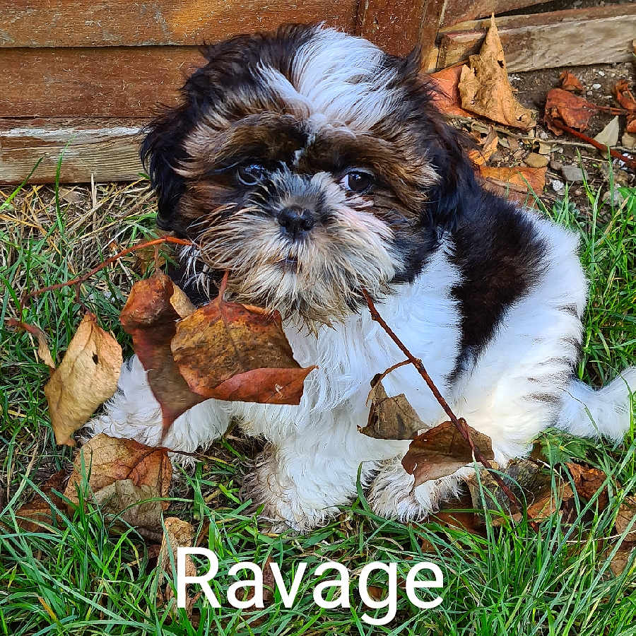 Ravage