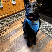 Oakley is registered to the contest to win money with this photo: dog, black_dog, bandana, kitchen, wooden_floor, cabinet, rug, tongue_out, pet, indoor, animal, celebration, birthday, playful, obedient, home, flooring, decor, cute, canine