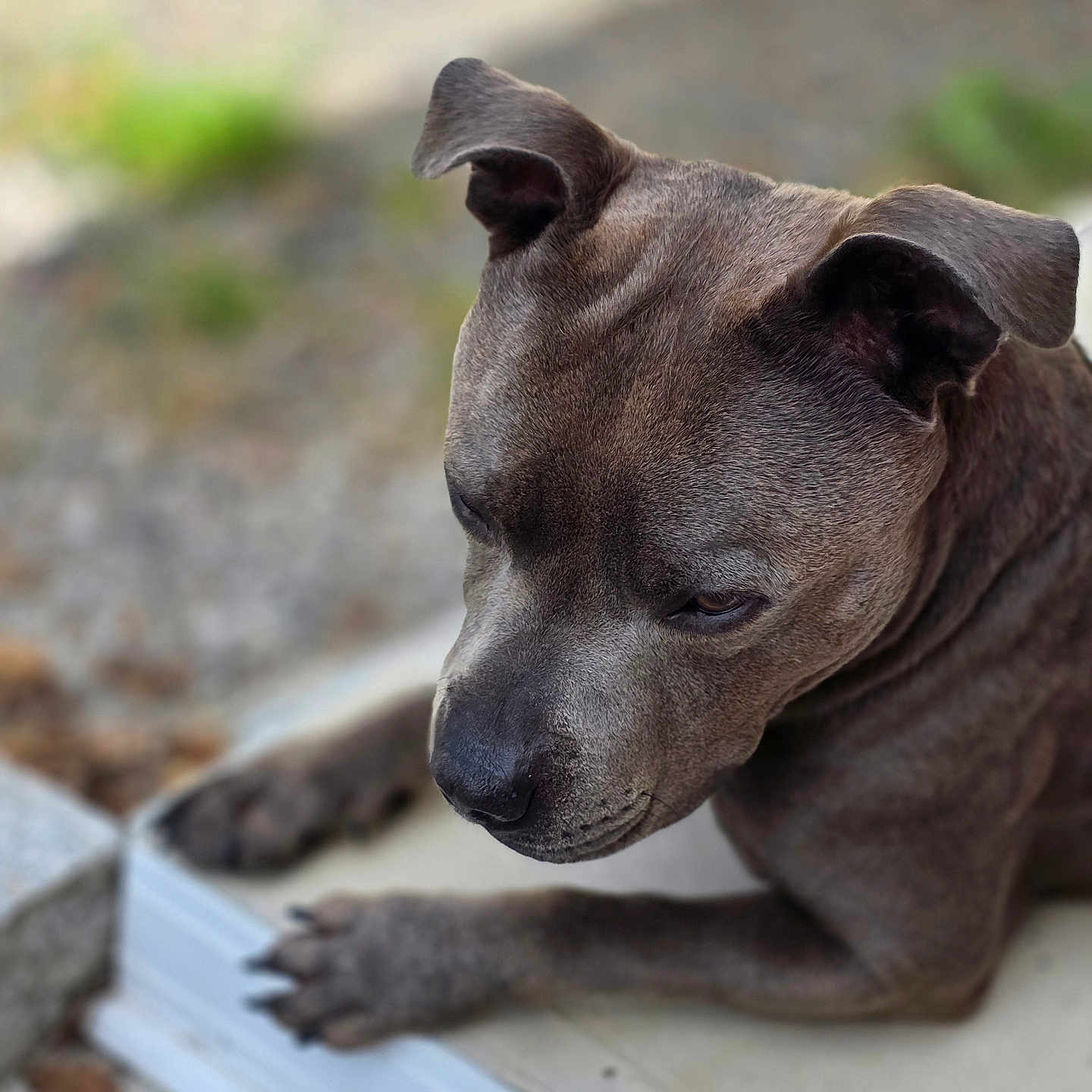 Reïko a rejoint le concours — aidez-le/la à gagner de superbes lots ! animal, blurred_background, brown_dog, calm, canine, close_up, daylight, dog, ears, earth, fur, grass, outdoor, paws, pet, portrait, quiet, resting, snout, step