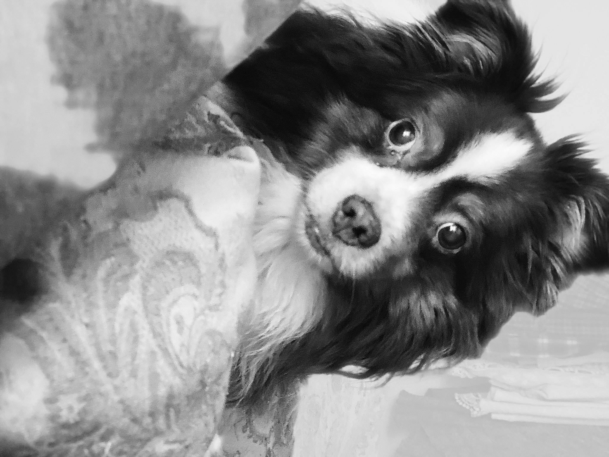 Kodi is registered to the contest to win money with this photo: canidae, carnivore, companion_dog, dog, dog_breed, ear, eye, fur, german_spitz_klein, hair, liver, monochrome, monochrome_photography, snout, sporting_group, terrestrial_animal, toy_dog, volpino_italiano, whiskers, working_animal