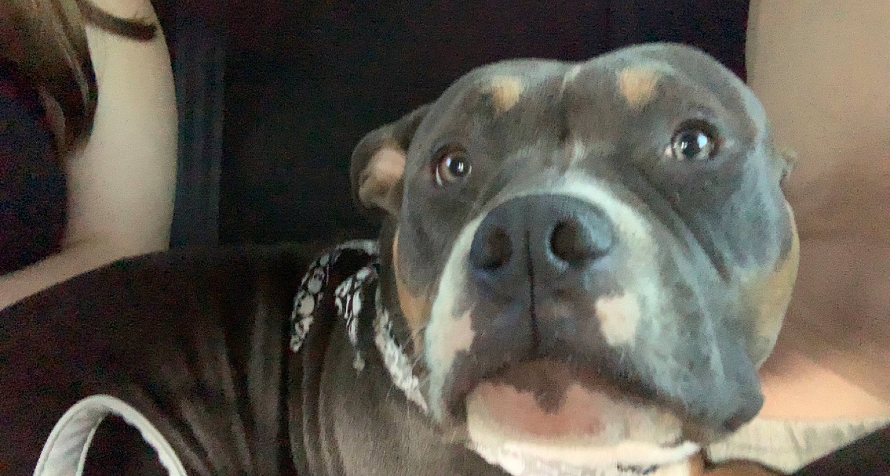 Nova joined the competition — help win amazing prizes! carnivore, companion_dog, dog, dog_breed, fawn, fur, guard_dog, molosser, non_sporting_group, snout, sporting_group, terrestrial_animal, whiskers, working_animal, working_dog