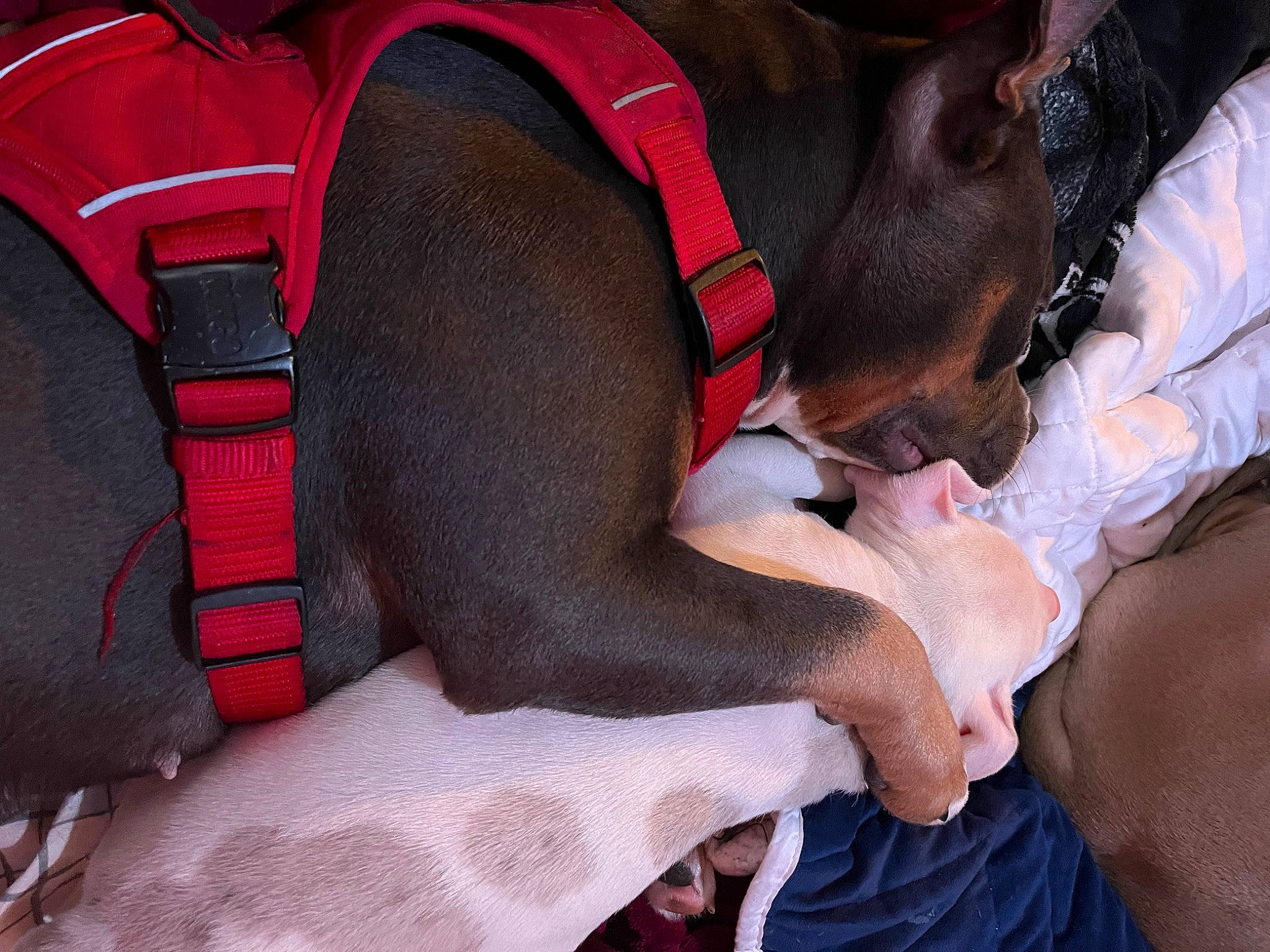 Nova is registered to the contest to win money with this photo: canidae, car_seat, carnivore, comfort, companion_dog, dog, dog_bed, dog_breed, dog_supply, elbow, fawn, human_leg, knee, linens, nap, sleep, sporting_group, thigh, working_animal