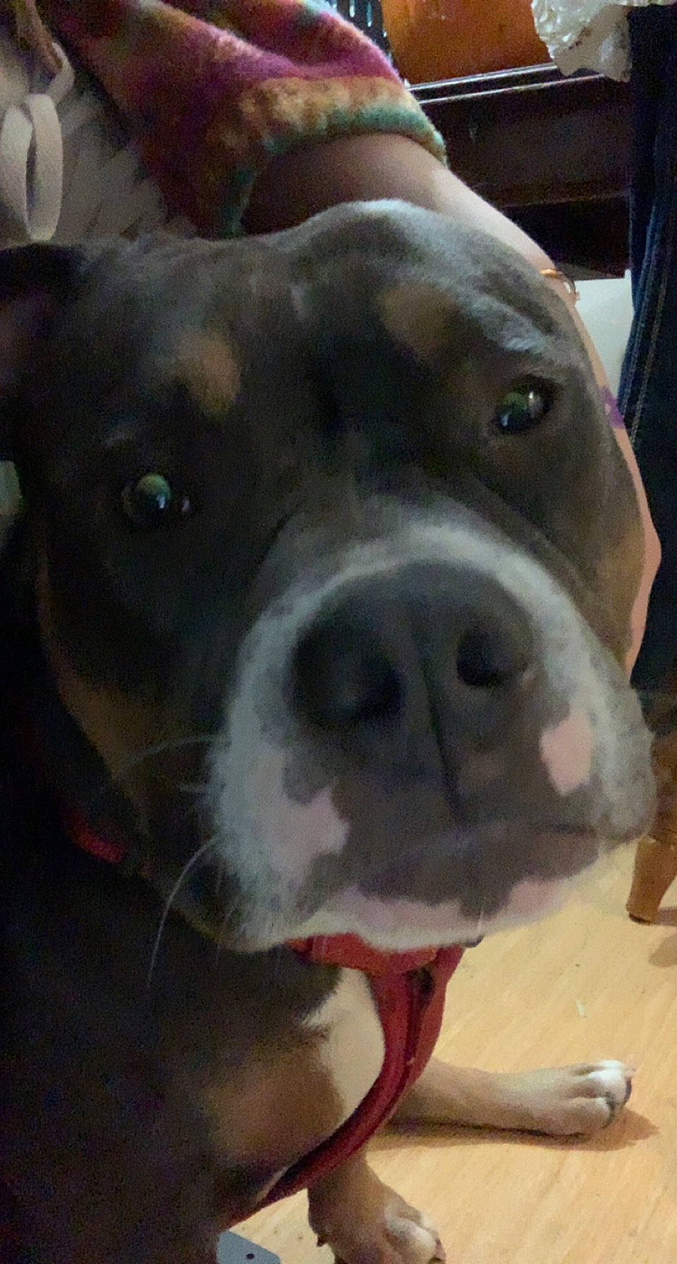 Nova joined the competition — help win amazing prizes! canidae, carnivore, collar, companion_dog, dog, dog_breed, ear, eye, fawn, fur, jaw, liver, metal, pet_supply, selfie, snout, sporting_group, terrestrial_animal, whiskers, working_animal