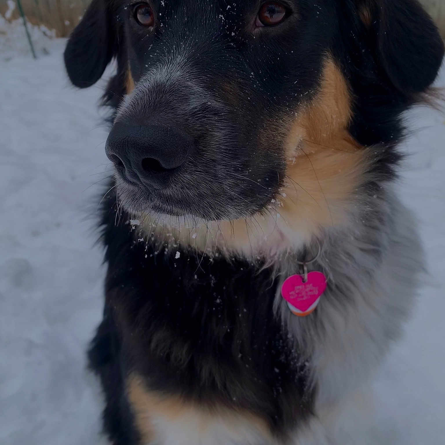Bindi