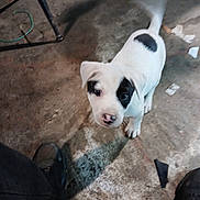 Adolp Hitler joined the competition — help win amazing prizes! animal, black_patch, concrete, curious, dog, ears, floor, head, indoor, looking_up, nose, paw, pet, playful, puppy, shadow, spot, tail, white, young_dog
