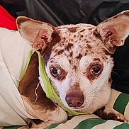 Vahiné a rejoint le concours — aidez-le/la à gagner de superbes lots ! dog, pet, portrait, close_up, face, eyes, ears, spotted_coat, short_hair, small_dog, wearing_clothing, green_outfit, bed, blanket, bedding, indoors, cuddly, looking_at_camera, cute, animal