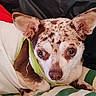 dog, pet, portrait, close_up, face, eyes, ears, spotted_coat, short_hair, small_dog, wearing_clothing, green_outfit, bed, blanket, bedding, indoors, cuddly, looking_at_camera, cute, animal