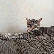 Loki is registered to the contest to win money with this photo: animal, calm, cat, closeup, couch, fabric, feline, fur, indoor, looking, lounging, paw, pet, relaxed, resting, stretching, tabby_cat, texture, wall, whiskers
