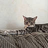 animal, calm, cat, closeup, couch, fabric, feline, fur, indoor, looking, lounging, paw, pet, relaxed, resting, stretching, tabby_cat, texture, wall, whiskers