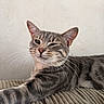 Loki joined the competition — help win amazing prizes! animal, cat, close_up, comfortable, cute, domestic_cat, fur, gray_tabby, indoor, mammal, paw, pet, portrait, relaxed, resting, soft_light, striped, texture, whiskers, winking