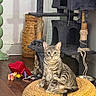 Loki is registered to the contest to win money with this photo: cat, cat_tree, cozy, curious, domestic, feline, household, indoor, paw_raised, peeking_cat, pet, pets, playful, room, scratched_cat_tree, tabby_cat, toy, wicker_basket, wooden_floor, woven_mat