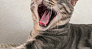 Loki joined the competition — help win amazing prizes! animal, cat, close_up, cushion, cute, feline, fur, gray, indoor, mouth_open, pet, relaxed, sleepy, striped, tabby, teeth, texture, tongue, whiskers, yawning
