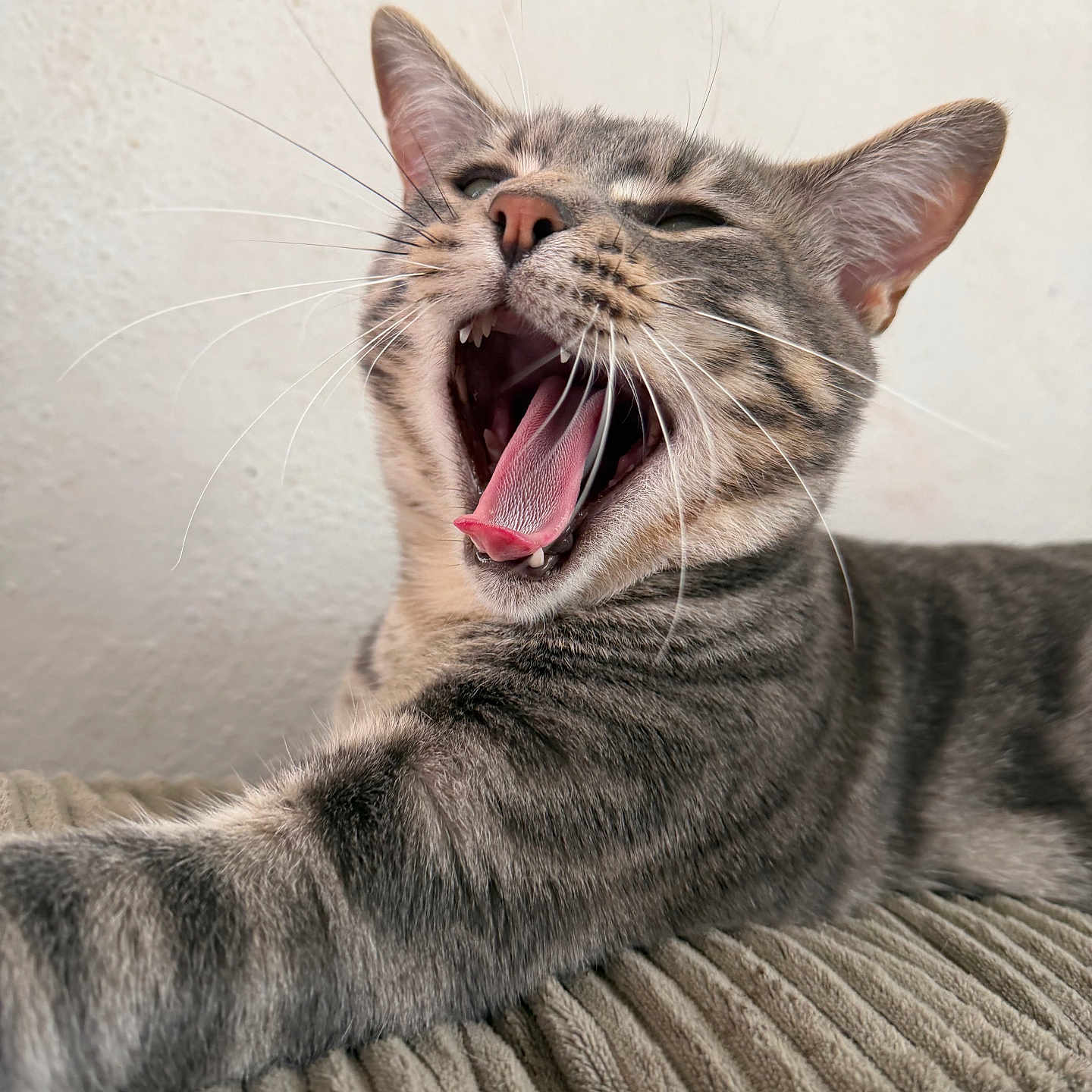 Loki