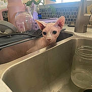 Nirvana is registered to the contest to win money with this photo: sphynx_cat, cat, kitchen, sink, dish_rack, glass, mason_jar, plant, window, countertop, fork, dishwasher, tile_backsplash, pet, indoor, curious, cleaning, empty_glass, animal, domestic
