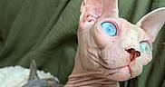 Nirvana joined the competition — help win amazing prizes! sphynx_cat, hairless_cat, blue_eyes, cat, pet, indoor, couch, blanket, furless, relaxed, animal, portrait, closeup, whiskers, ears, skin_folds, domestic_animal, feline, resting, curious