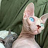 sphynx_cat, hairless_cat, blue_eyes, cat, pet, indoor, couch, blanket, furless, relaxed, animal, portrait, closeup, whiskers, ears, skin_folds, domestic_animal, feline, resting, curious