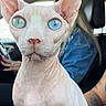 Nirvana joined the competition — help win amazing prizes! sphynx_cat, hairless_cat, cat, heterochromia, blue_eye, green_eye, pet, animal, indoor, car_interior, passenger, driver, human, skin, wrinkles, ears, close_up, portrait, road_trip, vehicle