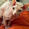 Nirvana joined the competition — help win amazing prizes! sphynx_cat, hairless_cat, cat, pet, animal, blue_eyes, wrinkles, orange_blanket, bedroom, furniture, plant, domestic, curious, closeup, indoor, cute, looking, ears, skin, whiskers