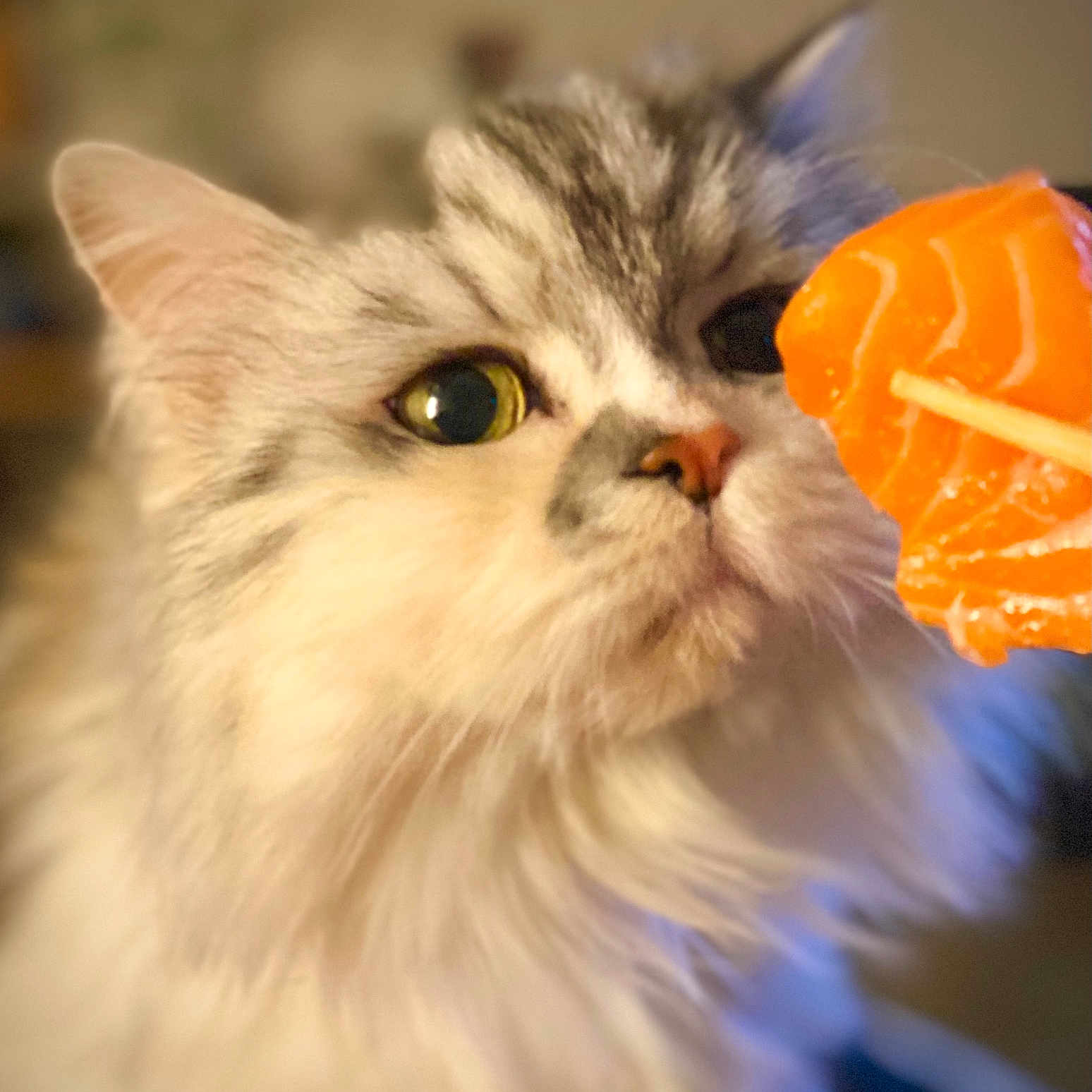 Poups participe au concours pour gagner de l'argent avec cette photo : animal, cat, chopsticks, closeup, curious, cute, domestic_cat, face, feline, fluffy, food, indoor, mammal, orange_sushi, pet, portrait, salmon, soft_focus, whiskers, yellow_eyes