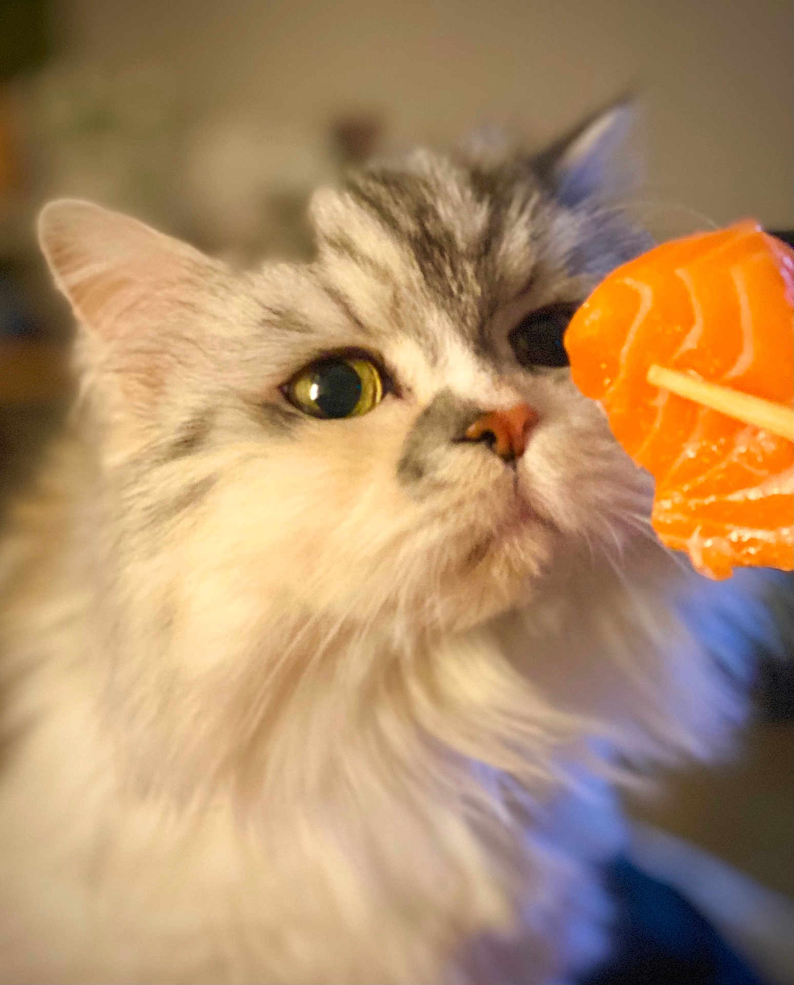 Poups participe au concours pour gagner de l'argent avec cette photo : animal, cat, chopsticks, closeup, curious, cute, domestic_cat, face, feline, fluffy, food, indoor, mammal, orange_sushi, pet, portrait, salmon, soft_focus, whiskers, yellow_eyes