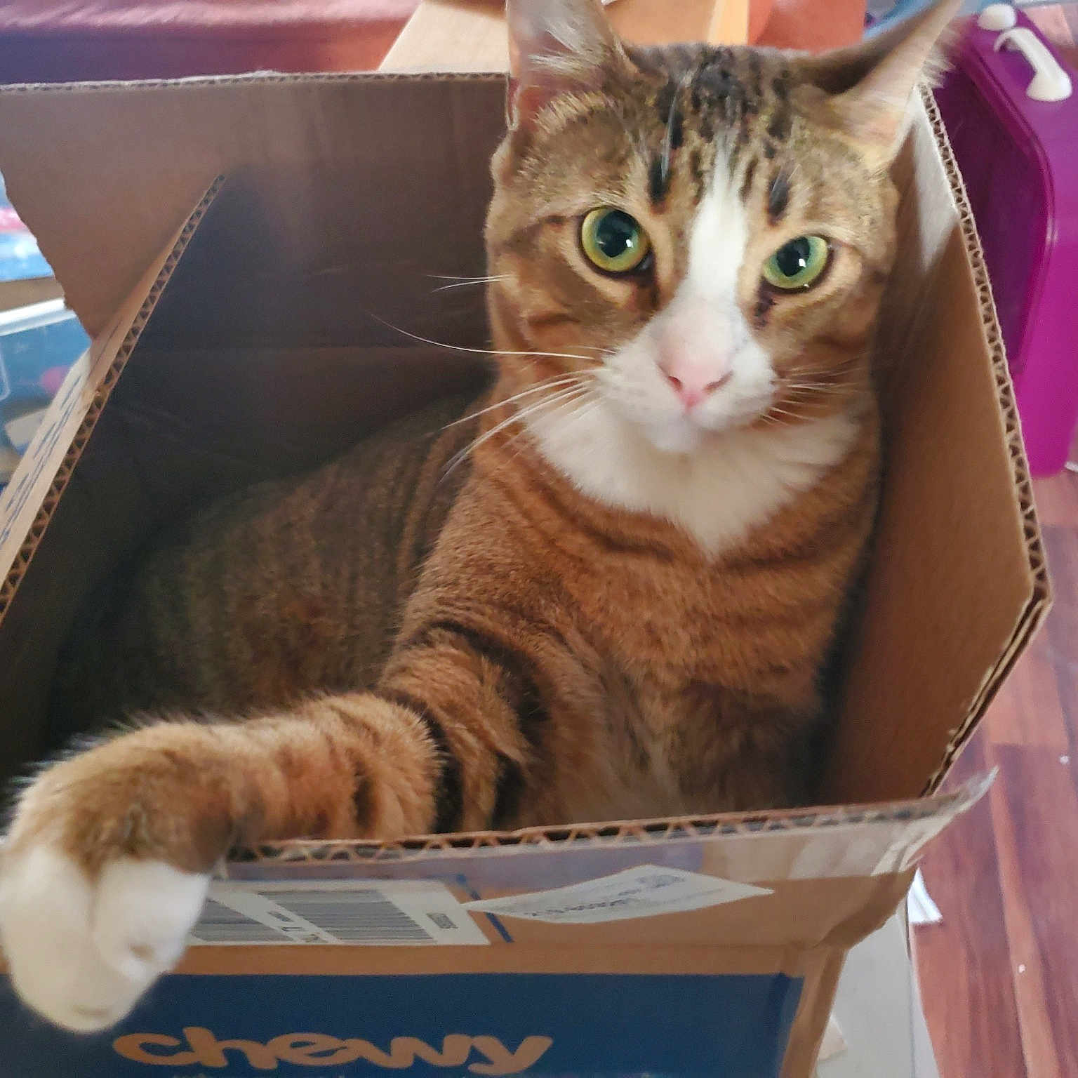 Jack Sparrow is registered to the contest to win money with this photo: box, cardboard, carnivore, carton, cat, cat_supply, domestic_short_haired_cat, fawn, felidae, fur, packaging_and_labeling, paw, pet_supply, shipping_box, sitting, small_to_medium_sized_cats, table, tail, whiskers, wood