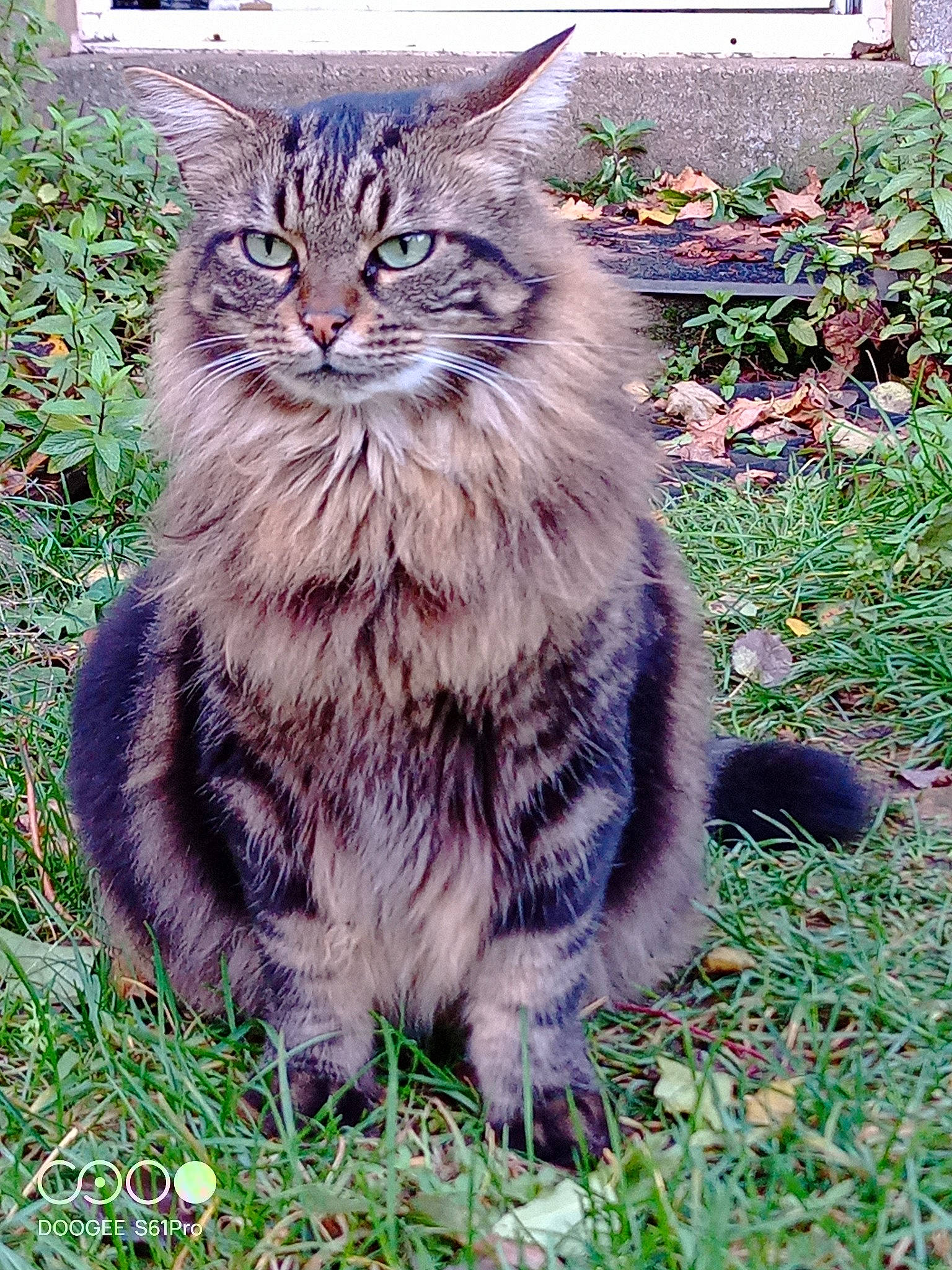 Guizmo participe au concours pour gagner de l'argent avec cette photo : british_longhair, carnivore, cat, domestic_short_haired_cat, felidae, fur, grass, groundcover, maine_coon, norwegian_forest_cat, plant, small_to_medium_sized_cats, tail, terrestrial_animal, whiskers