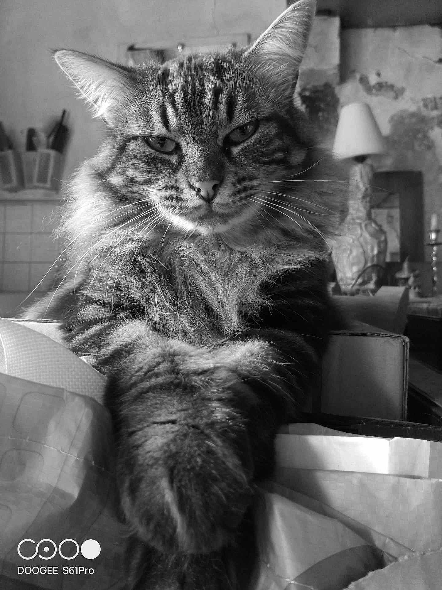 Guizmo a rejoint le concours — aidez-le/la à gagner de superbes lots ! black_and_white, carnivore, cat, claw, darkness, domestic_short_haired_cat, felidae, fur, grey, monochrome, monochrome_photography, paw, photography, sitting, small_to_medium_sized_cats, snout, still_life_photography, stock_photography, style, whiskers