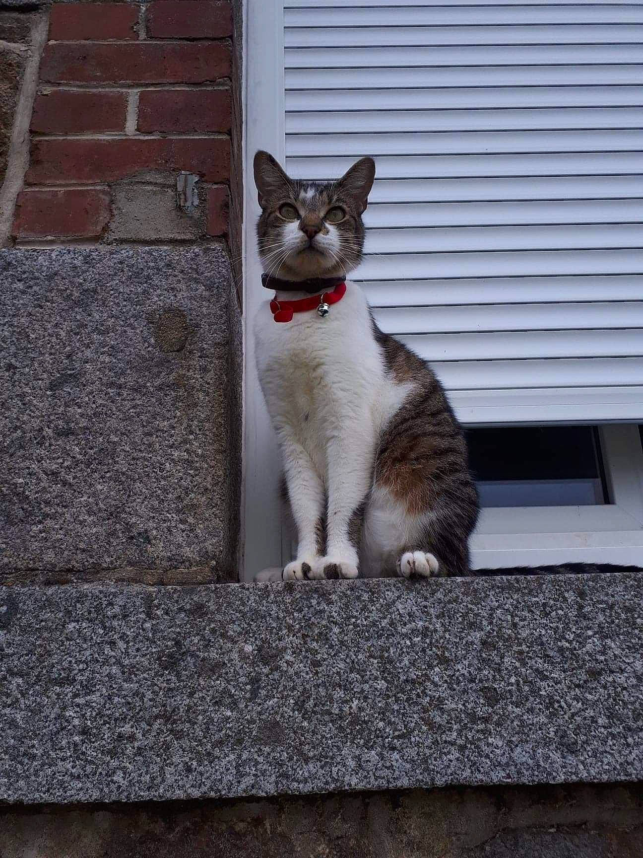 Django a rejoint le concours — aidez-le/la à gagner de superbes lots ! asphalt, brick, carnivore, cat, concrete, domestic_short_haired_cat, felidae, fur, grey, paw, road, road_surface, sidewalk, sitting, small_to_medium_sized_cats, snout, street, tail, whiskers, window