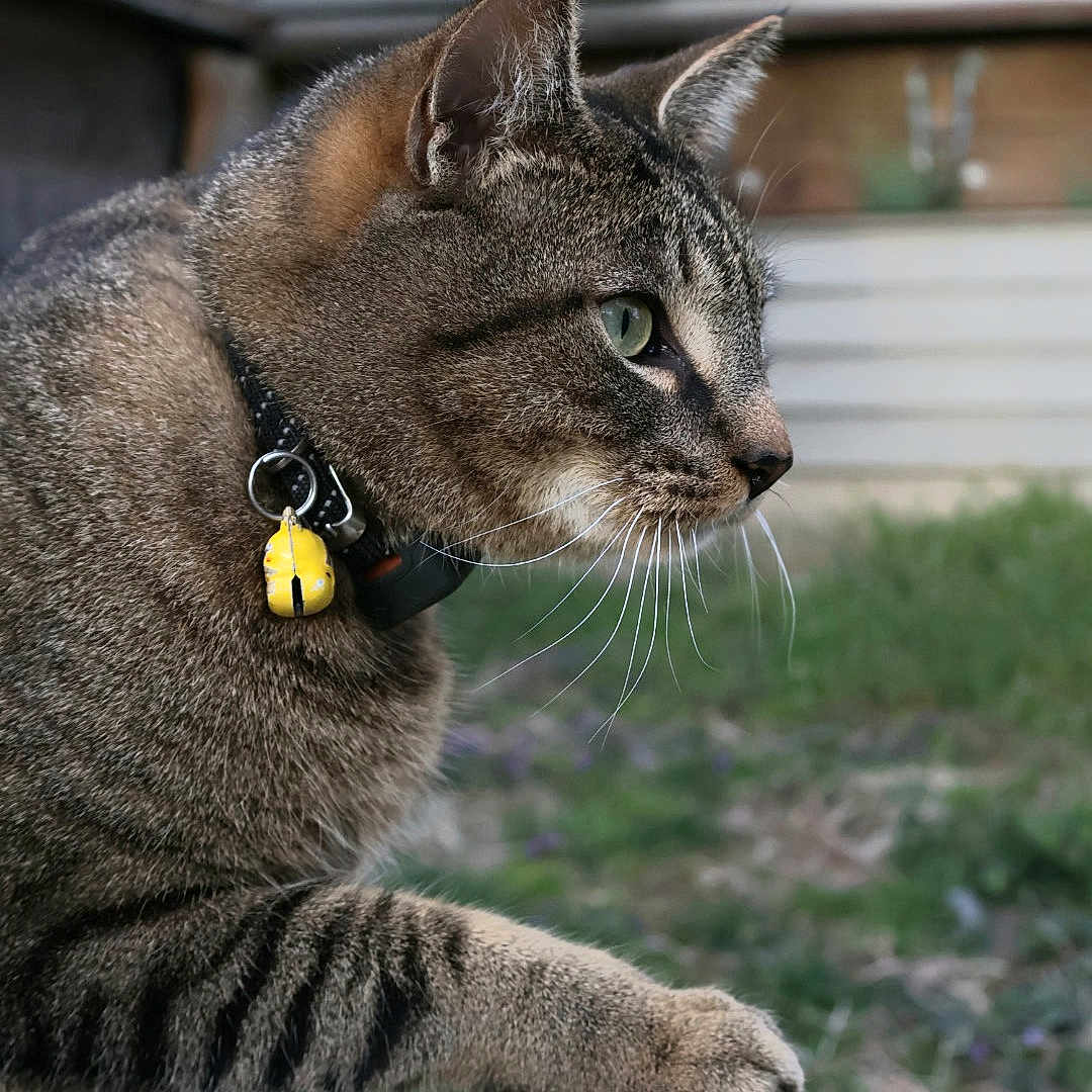 Lucipurr