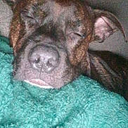 Tyson a rejoint le concours — aidez-le/la à gagner de superbes lots ! animal, blanket, brown, close_up, comfort, couch, cozy, dog, ears, face, fur, home, indoors, pet, quiet, relaxation, resting, sleeping, snout, soft_texture