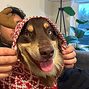 Davis joined the competition — help win amazing prizes! dog, sweater, hood, person, hand, tongue, antlers, living_room, plant, lamp, window, couch, smiling, cozy, knitted, red, white, indoor, happy, festive