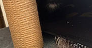 Bagheera a rejoint le concours — aidez-le/la à gagner de superbes lots ! kitten, black_cat, cat_tree, scratching_post, feather_toy, pet, animal, feline, indoor, cozy, curious, hidden, soft_texture, closeup, playful, cute, young_cat, eyes, fur, shadow