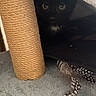kitten, black_cat, cat_tree, scratching_post, feather_toy, pet, animal, feline, indoor, cozy, curious, hidden, soft_texture, closeup, playful, cute, young_cat, eyes, fur, shadow