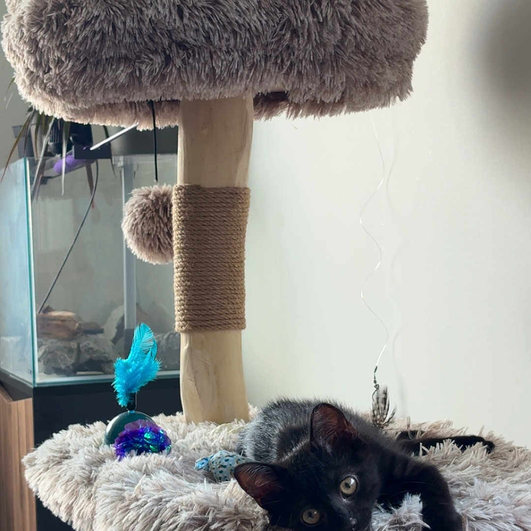 Bagheera