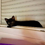 Bagheera a rejoint le concours — aidez-le/la à gagner de superbes lots ! black_cat, cat, window, curious, peeking, indoor, pets, animal, feline, shutter, resting, closeup, eyes, whiskers, ears, home, quiet, still_life, soft_light, portrait