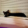 black_cat, cat, window, curious, peeking, indoor, pets, animal, feline, shutter, resting, closeup, eyes, whiskers, ears, home, quiet, still_life, soft_light, portrait