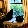 Prancer is registered to the contest to win money with this photo: cat, cats, black_cat, indoor, window, curtains, chairs, furniture, sitting, silhouette, yellow_eyes, pet, home, interior, sunlight, garden, greenery, portrait, cozy, dramatic_lighting