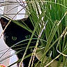 cat, black_cat, pet, animal, feline, greenery, houseplant, indoor, portrait, closeup, hidden, peeking, eyes, whiskers, fur, leaves, plant_pot, home, garden, funny